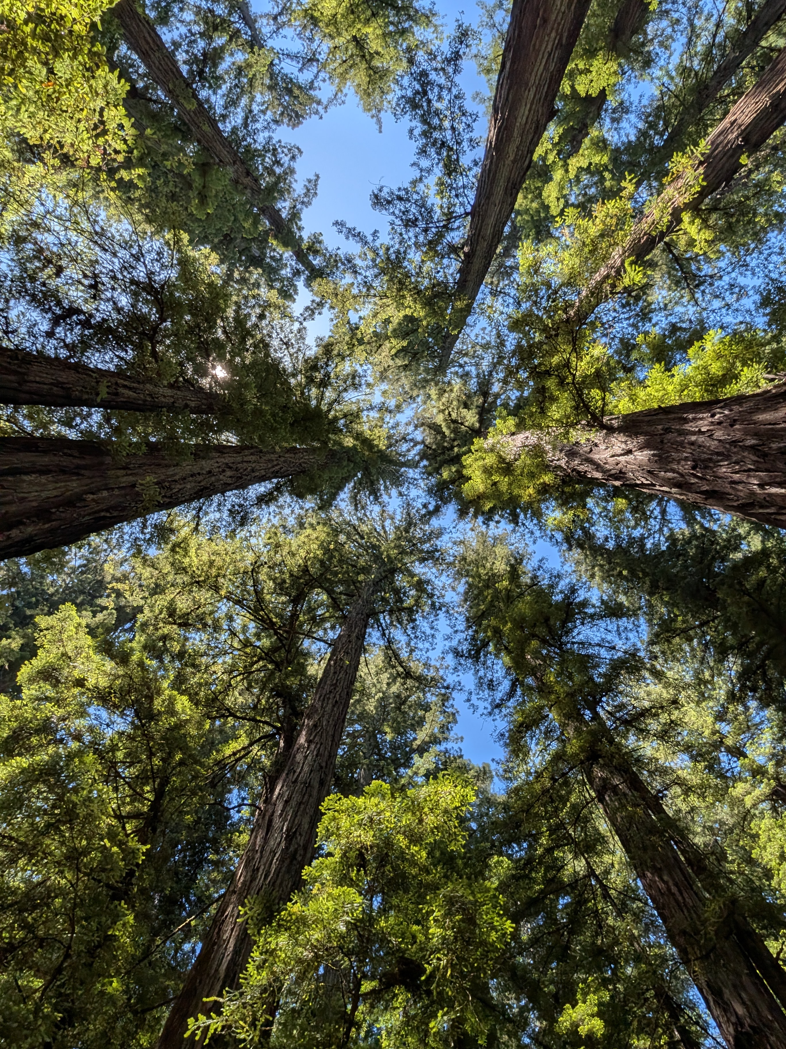 Majestic redwood forest with morning mist and light rays